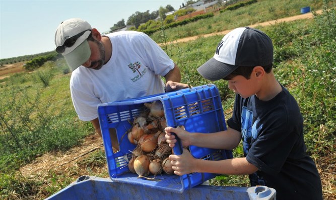 gleaning-onions-leket-israel